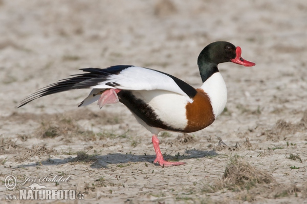 Burrow-duck (Tadorna tadorna)