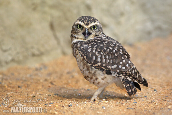 Burrowing Owl (Athene cunicularia)