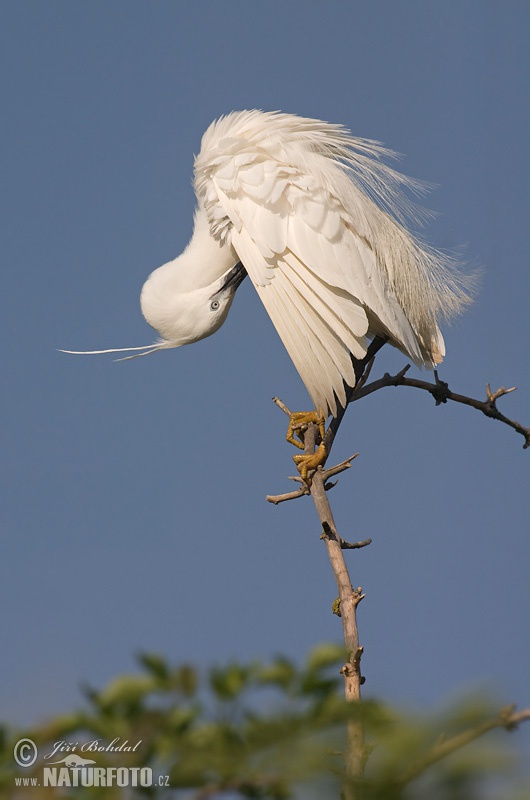 Burung Bangau Kecil