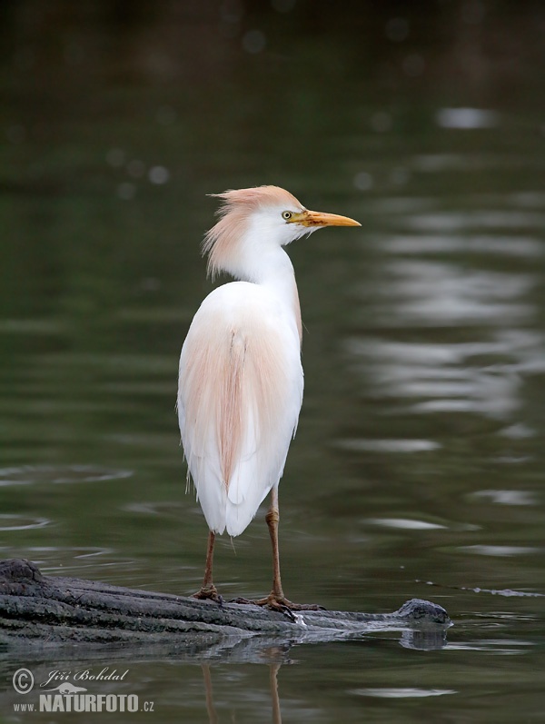 Burung Bangau Kendi