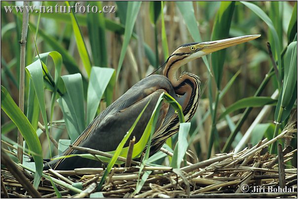 Burung Bangau Paya