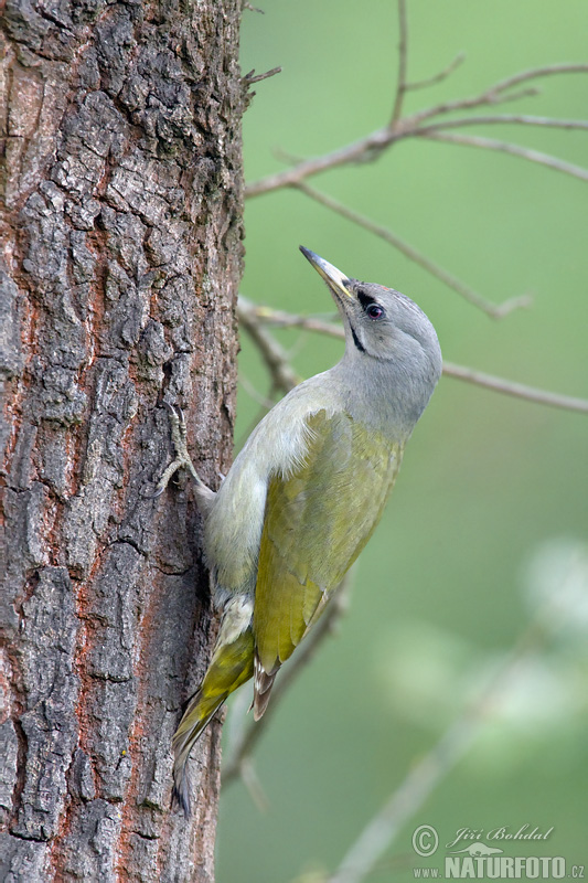 Burung Belatuk Gunung