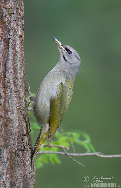 Burung Belatuk Gunung