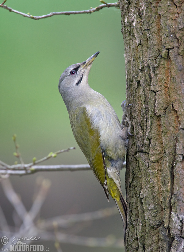 Burung Belatuk Gunung