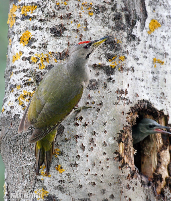 Burung Belatuk Gunung