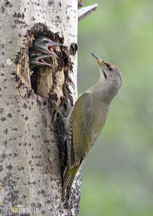 Burung Belatuk Gunung