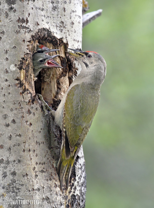 Burung Belatuk Gunung