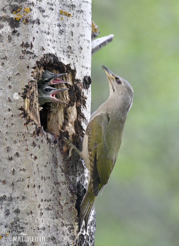 Burung Belatuk Gunung