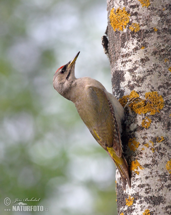 Burung Belatuk Gunung