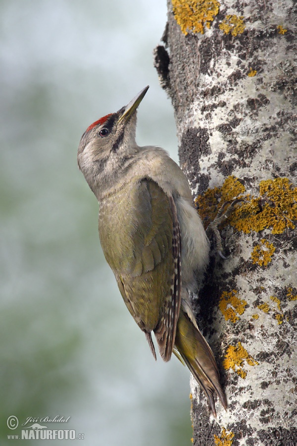 Burung Belatuk Gunung