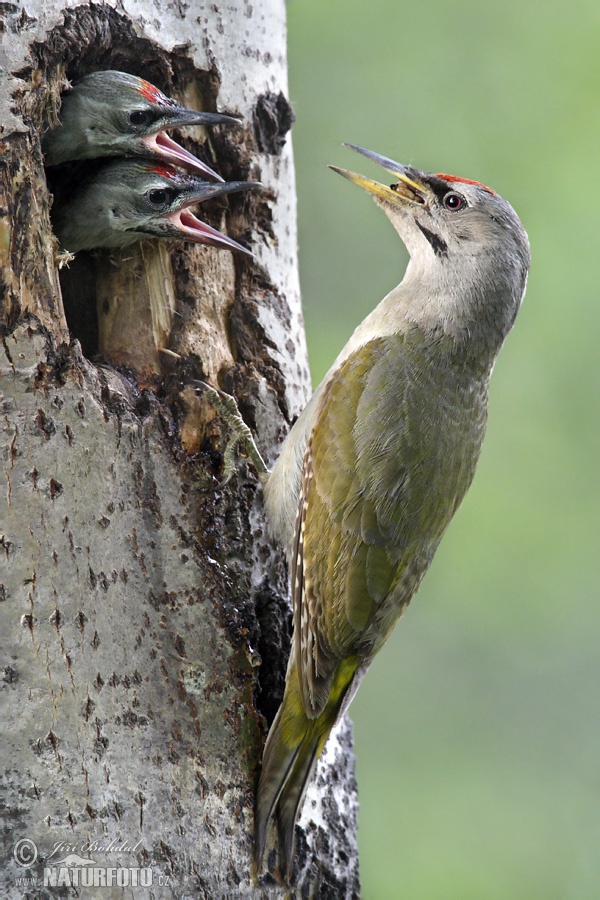 Burung Belatuk Gunung