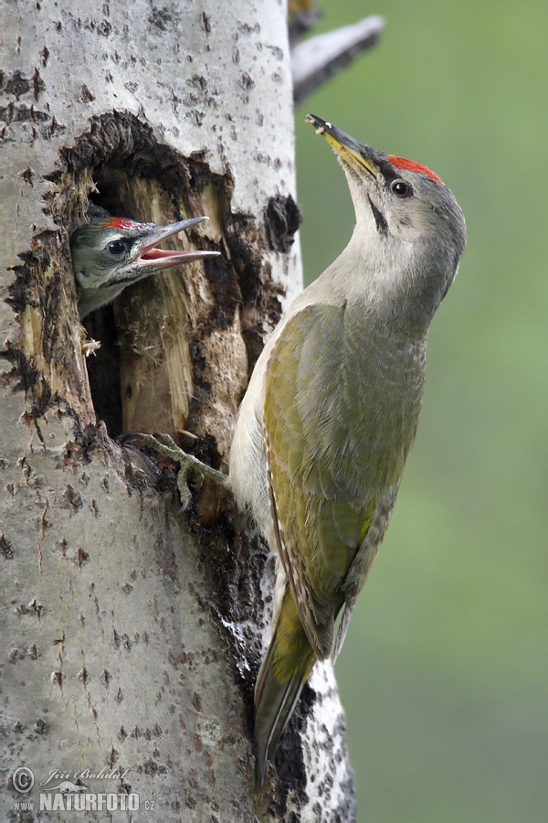 Burung Belatuk Gunung