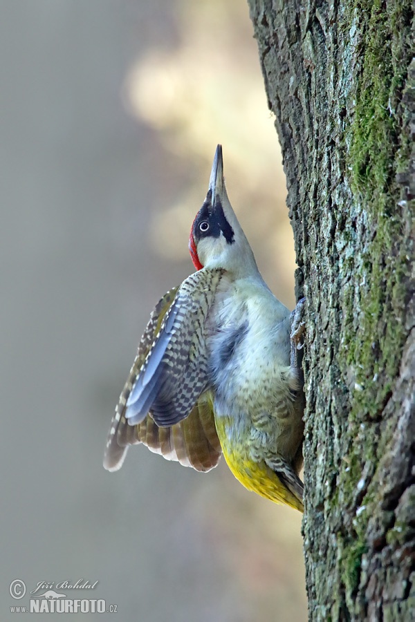 Burung Belatuk Sisik