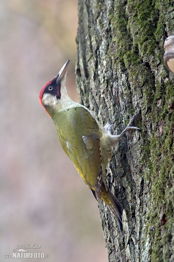 Burung Belatuk Sisik