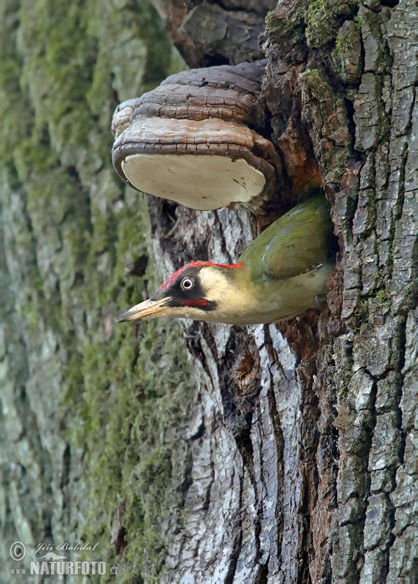 Burung Belatuk Sisik