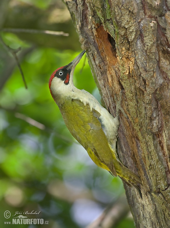 Burung Belatuk Sisik