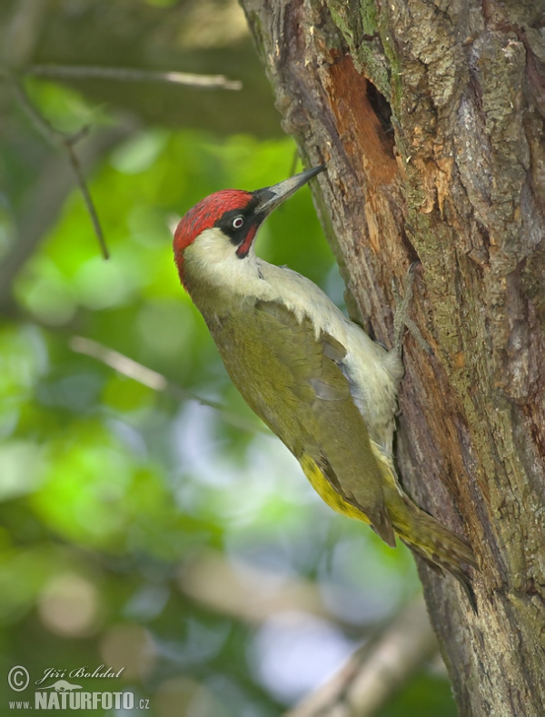 Burung Belatuk Sisik