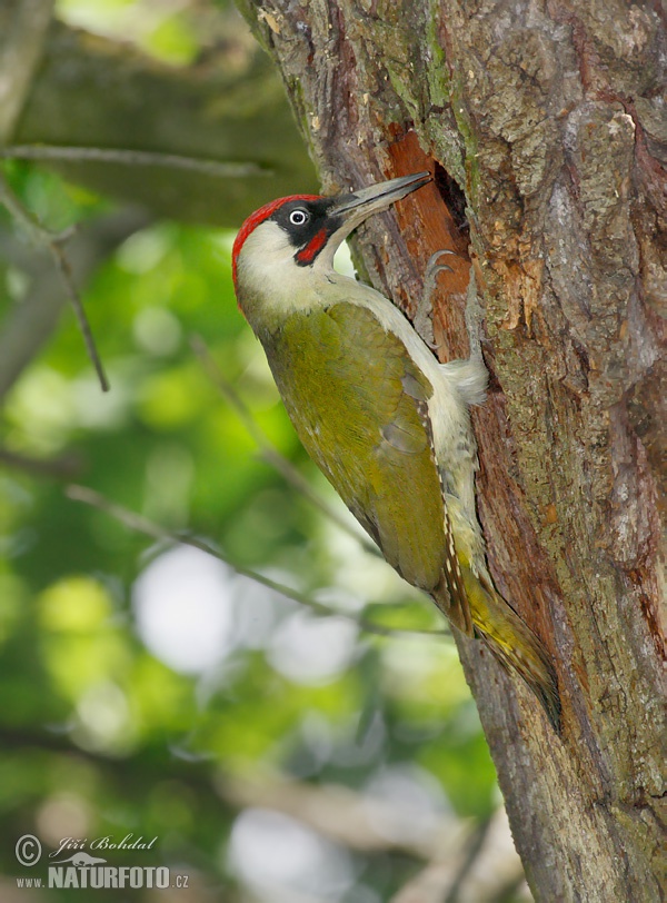 Burung Belatuk Sisik