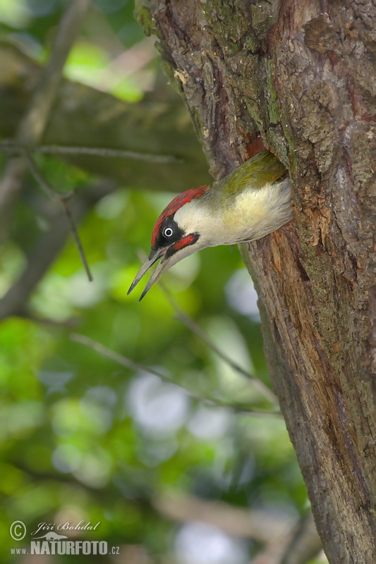 Burung Belatuk Sisik