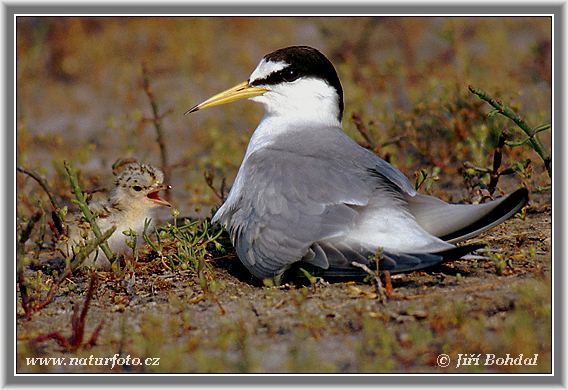 Burung Camar Kecil