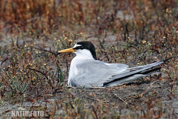 Burung Camar Kecil