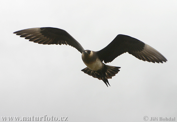 Burung Camar Kejar Arktik