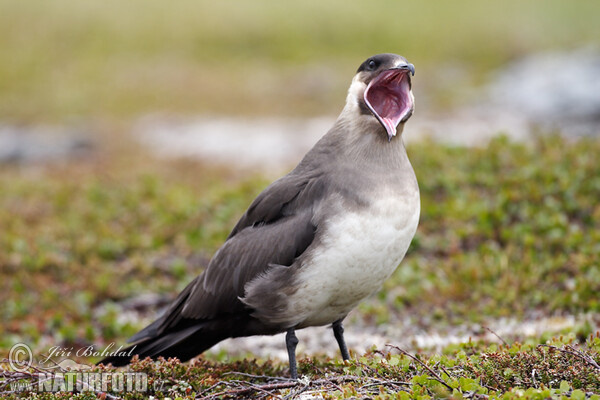 Burung Camar Kejar Arktik