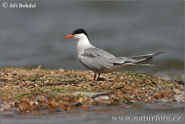 Burung Camar Siput