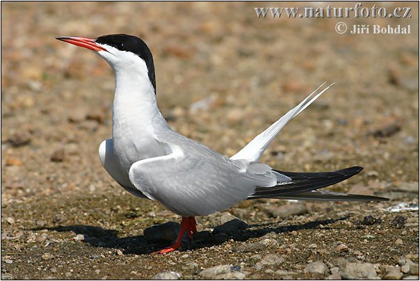 Burung Camar Siput