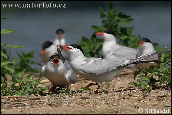 Burung Camar Siput