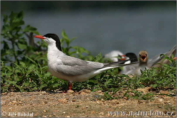 Burung Camar Siput