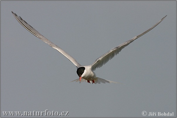 Burung Camar Siput