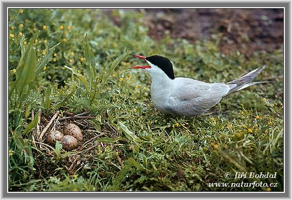 Burung Camar Siput