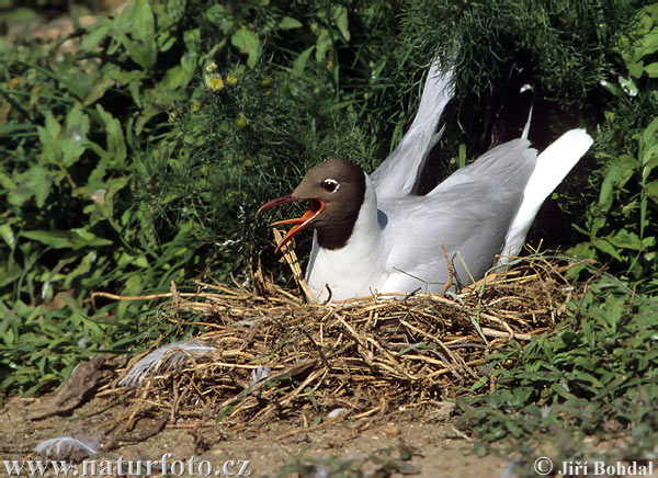 Burung Camar Topeng Hitam