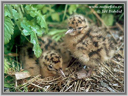 Burung Camar Topeng Hitam