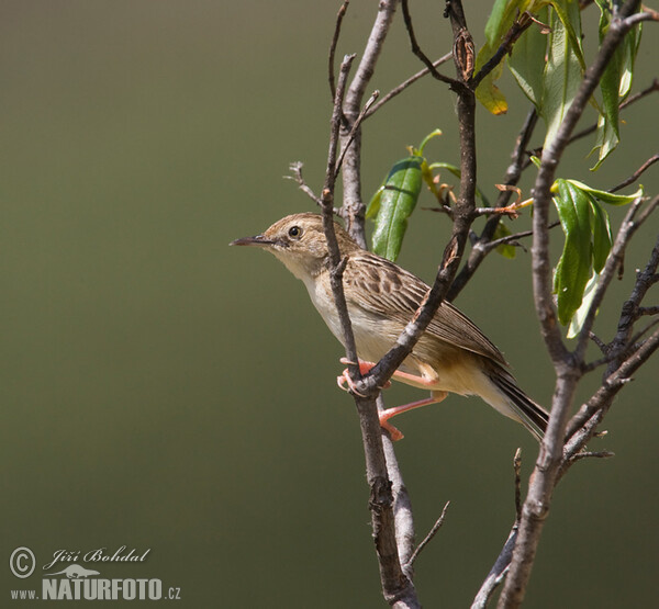 Burung Cekup Padi