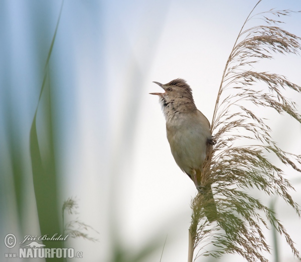 Burung Cekup Rumput
