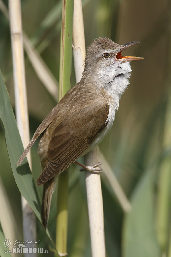 Burung Cekup Rumput