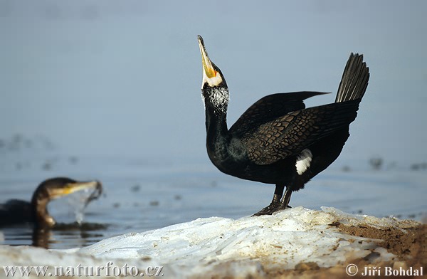 Burung Dendang Air