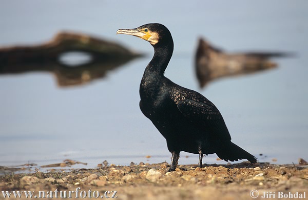 Burung Dendang Air