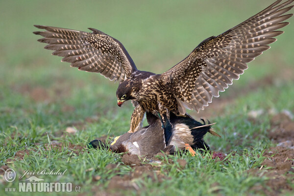 Burung Falko Belalang