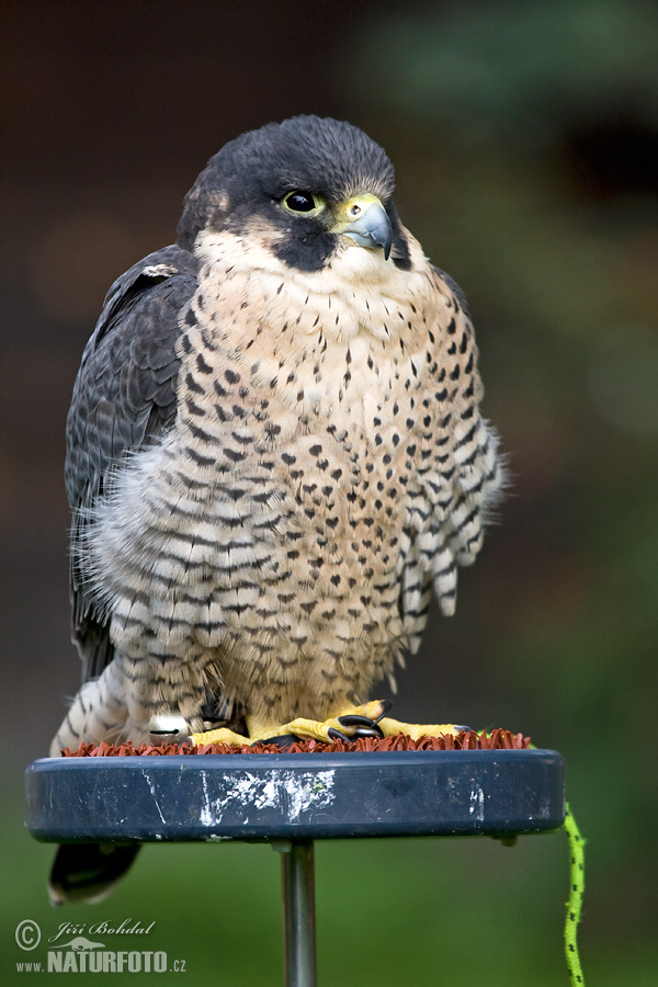 Burung Falko Belalang