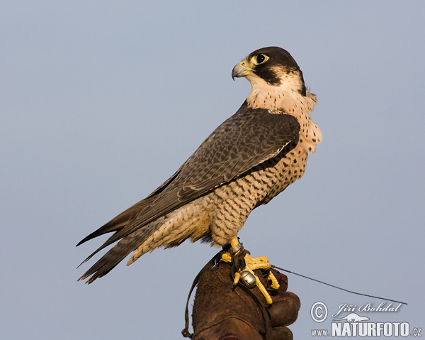 Burung Falko Belalang