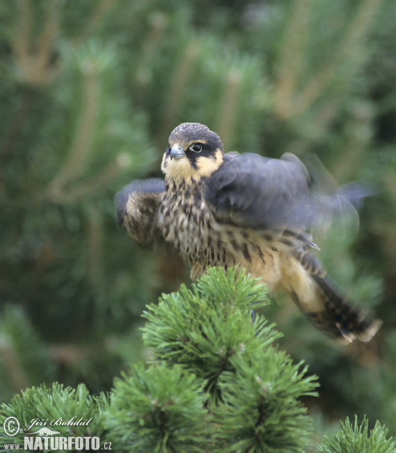 Burung Falko Hobi Utara