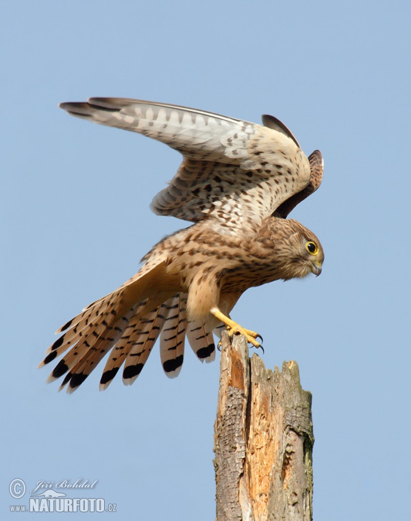 Burung Falko Serani