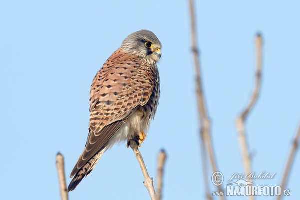 Burung Falko Serani