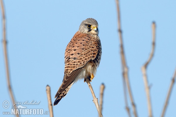 Burung Falko Serani