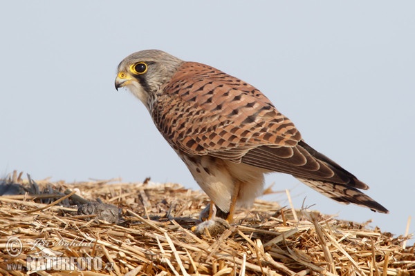 Burung Falko Serani