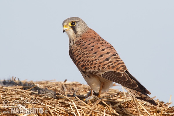 Burung Falko Serani