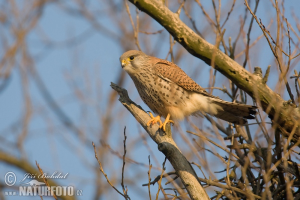 Burung Falko Serani